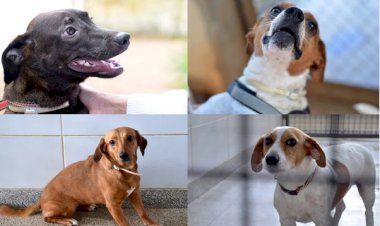 Do abandono à esperança: cães aguardam adoção no DF